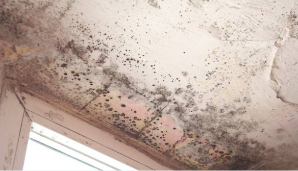 A opção é aplicar a massa e tinta adequada para restalrar o local , é necessario remover completamente o mofo , realizar tratamento antifúngico e aplicar massa tinta antimofo garantindo um acabamento limpo, uniforme e duradouro.